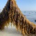 霞浦海带苗，海带嫩苗（头水海带苗）适用烫火锅青炒炖汤