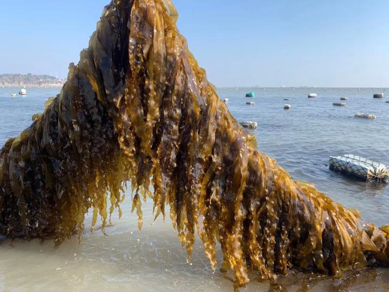 霞浦海带苗，海带嫩苗（头水海带苗）适用烫火锅青炒炖汤