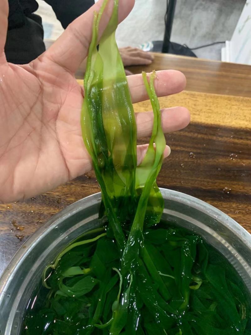 霞浦海带苗，海带嫩苗（头水海带苗）适用烫火锅青炒炖汤