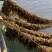 霞浦海带苗，海带嫩苗（头水海带苗）适用烫火锅青炒炖汤