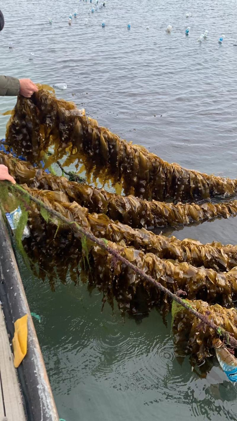 霞浦海带苗，海带嫩苗（头水海带苗）适用烫火锅青炒炖汤