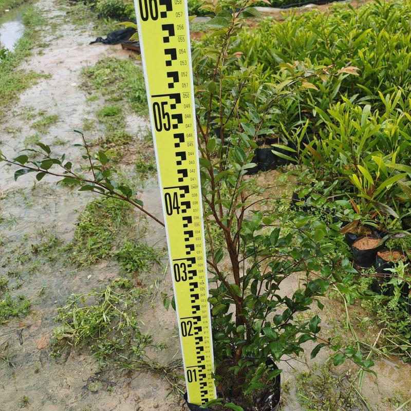 广州天河区龙洞嘉宝果树苗:5年