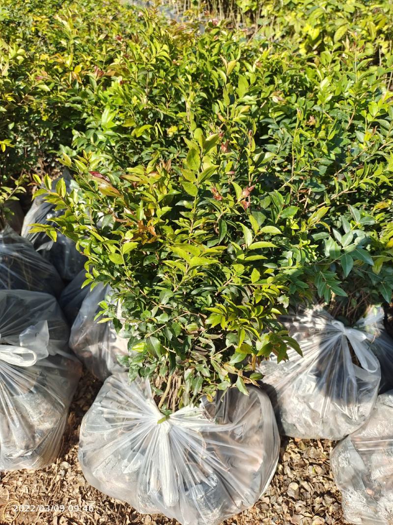 广州天河区龙洞嘉宝果树苗:5年