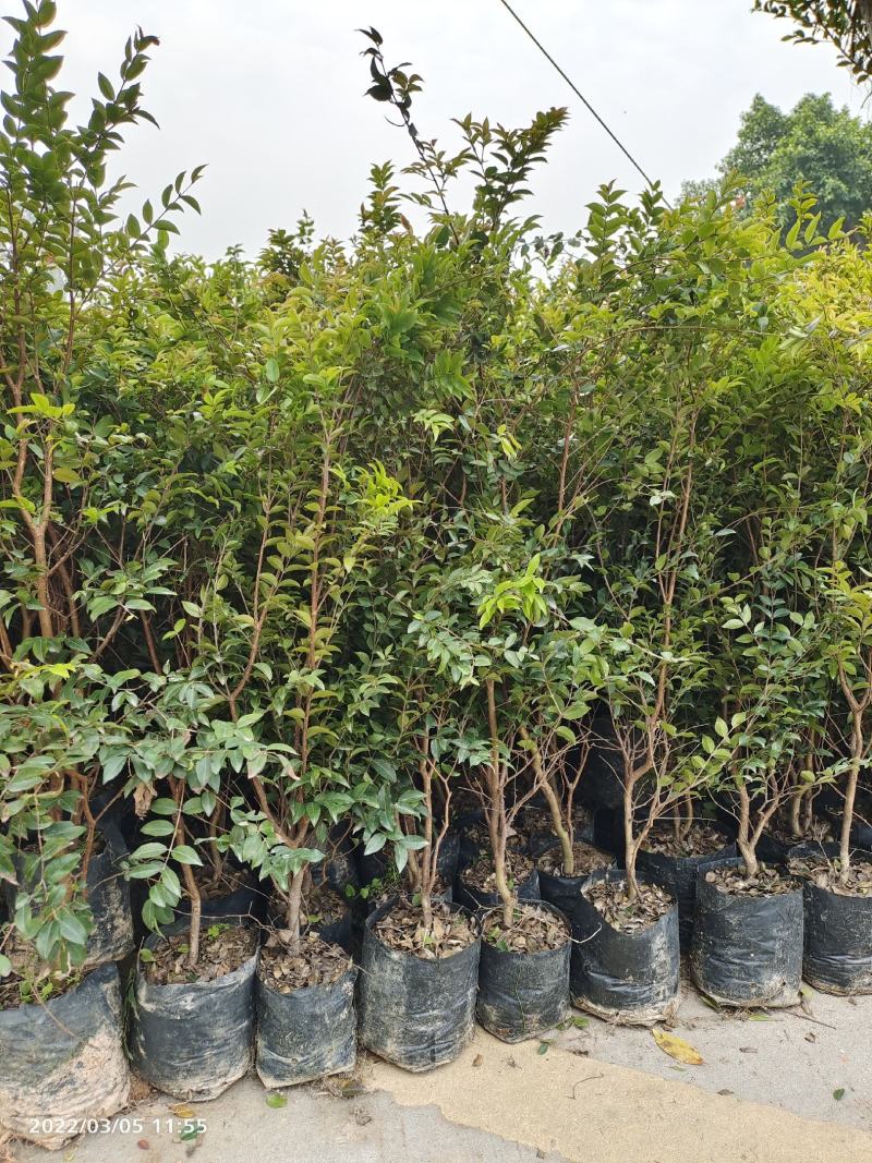 广州天河区龙洞嘉宝果树苗:5年