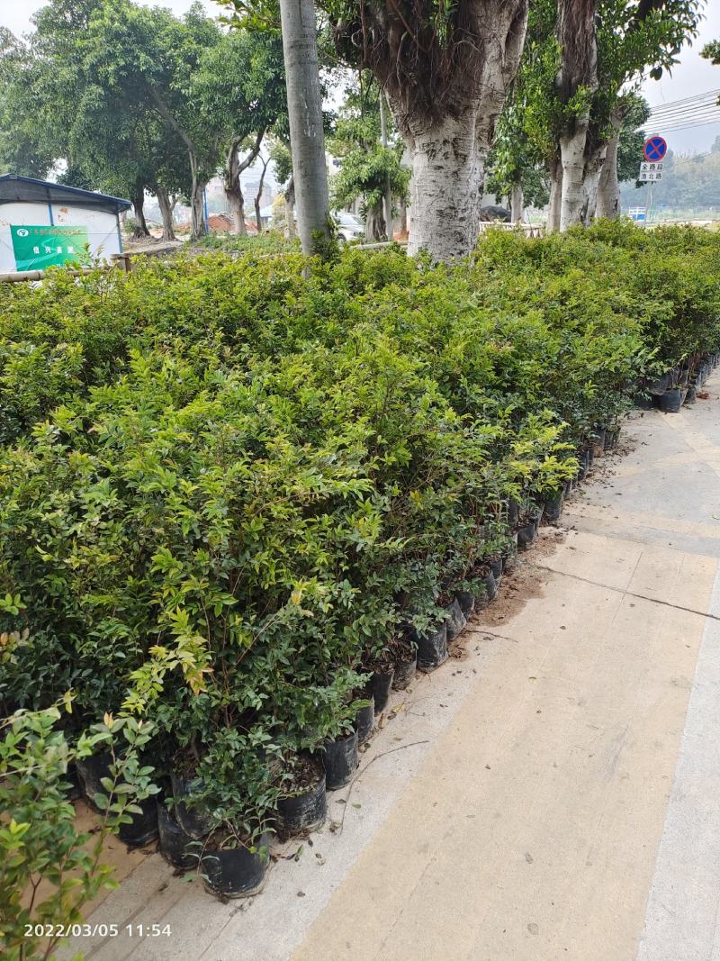 广州天河区龙洞嘉宝果树苗:5年