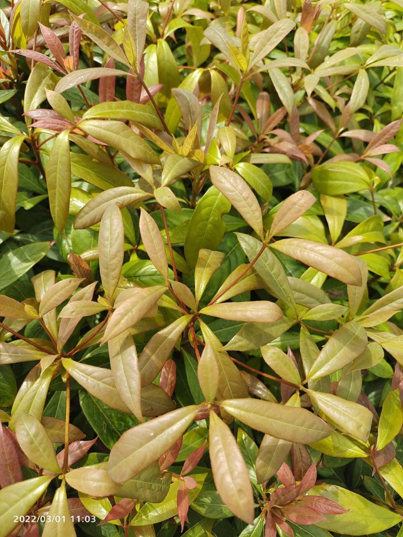 广州基地，金丝楠木小苗，金丝楠木小苗，楠木小苗