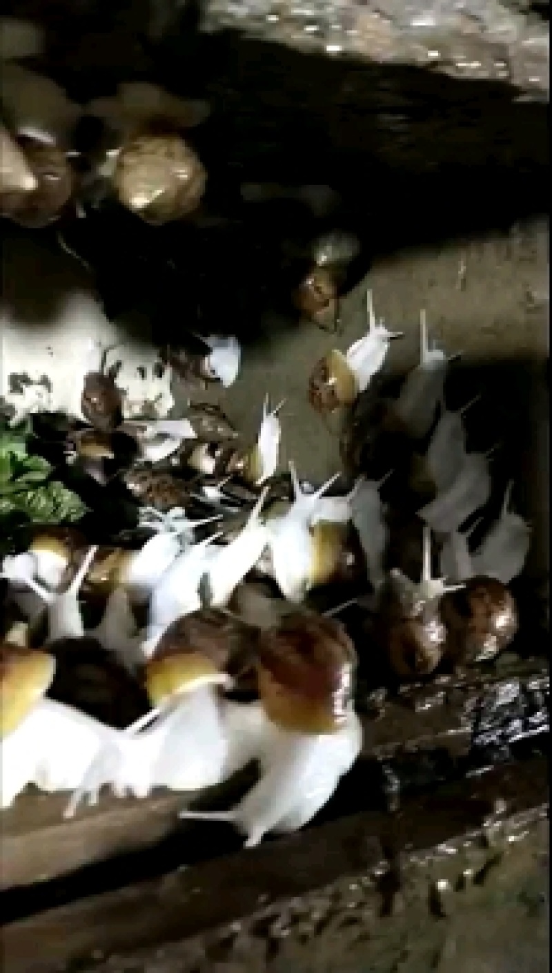 白玉蜗牛