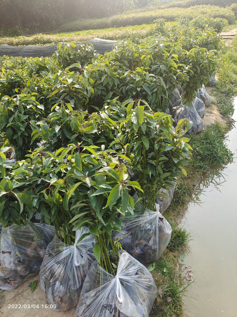 香樟苗，香樟树苗美化云南，种植全中国欢迎来到广东广州绿