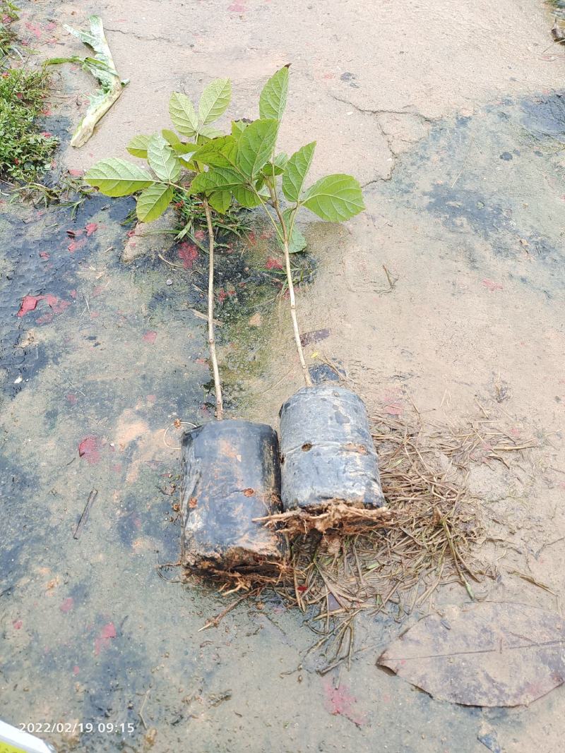 黄花风铃小苗，多花黄花风铃小苗，热卖全国开花品种苗