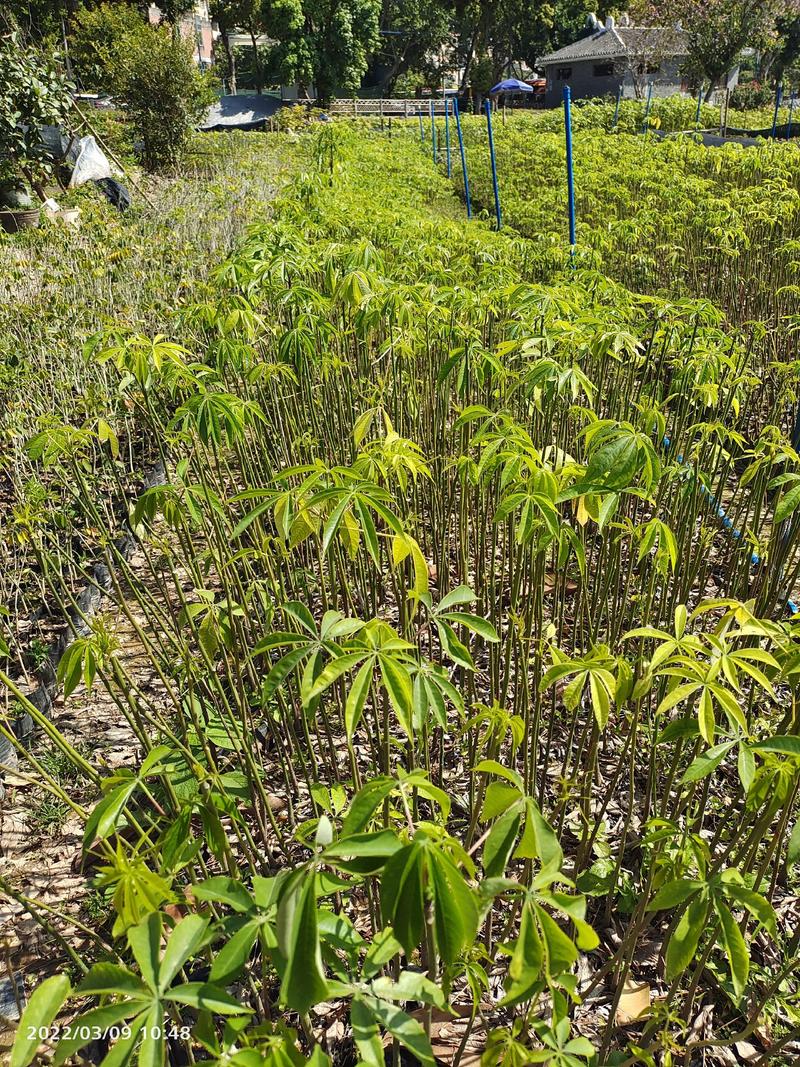 大腹木棉苗欢迎来到广东广州绿化树苗造林苗复绿苗基地