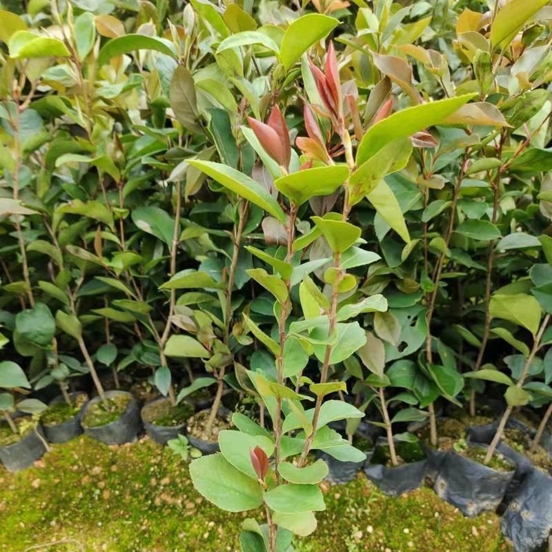 白花油茶苗欢迎来到广东广州绿化树苗造林苗复绿苗基地