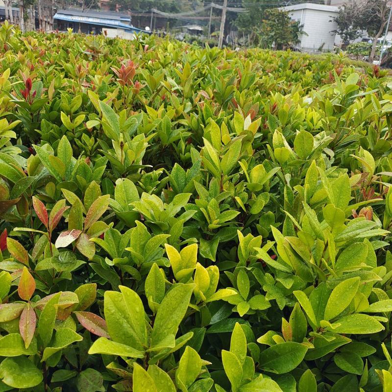 巴西樱桃小苗欢迎来到广东广州绿化树苗造林苗复绿苗基地