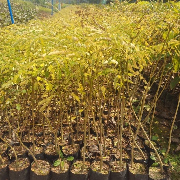 凤凰木小苗欢迎来到广东广州绿化树苗造林苗复绿苗基地