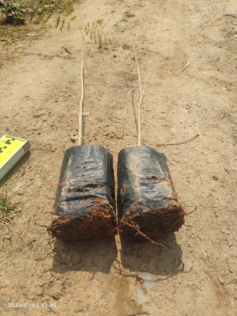 凤凰木小苗欢迎来到广东广州绿化树苗造林苗复绿苗基地