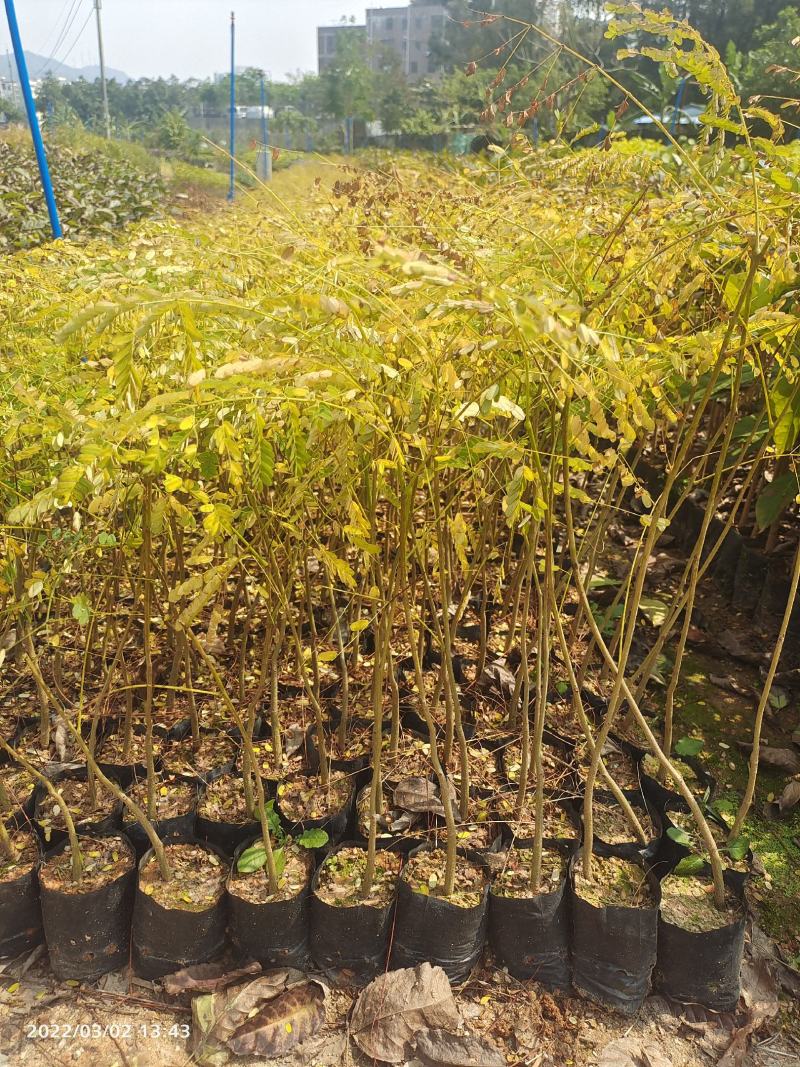 凤凰木小苗欢迎来到广东广州绿化树苗造林苗复绿苗基地