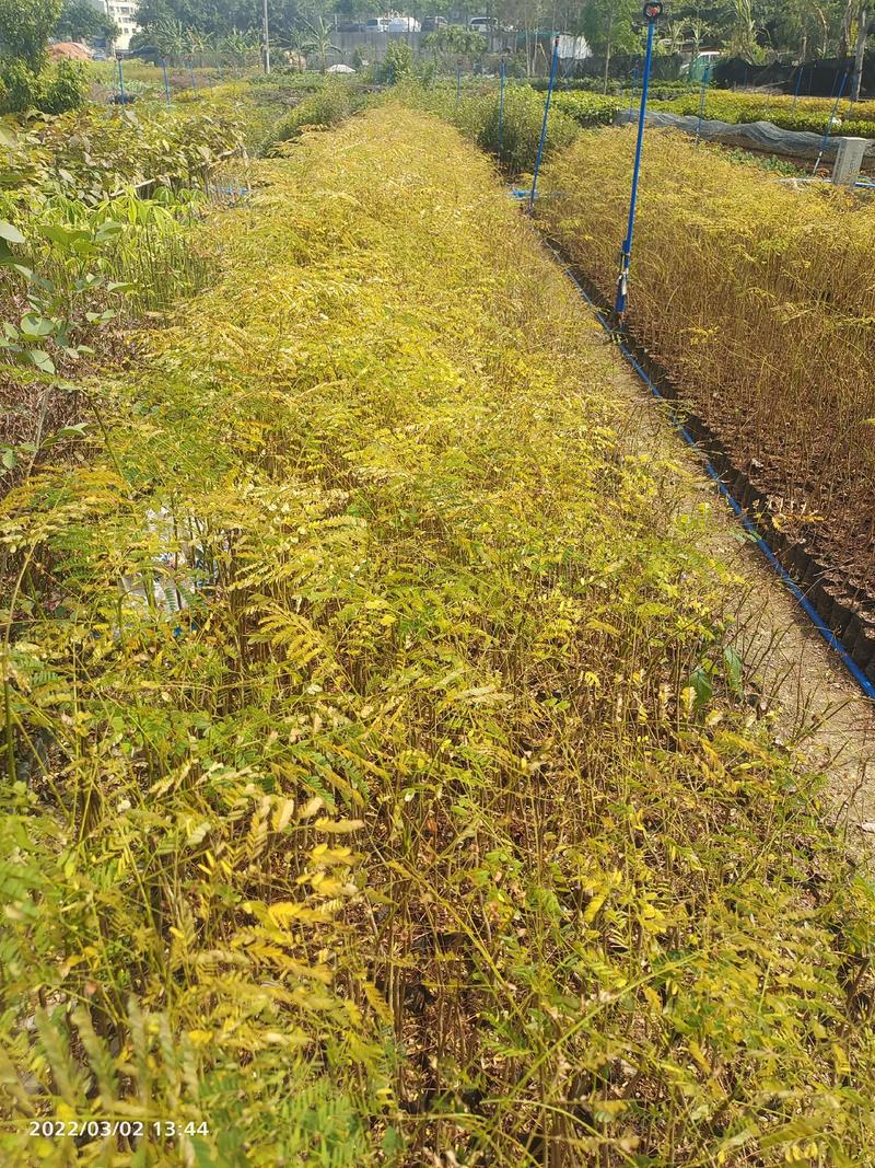 凤凰木苗欢迎来到广东广州绿化树苗造林苗复绿苗基地