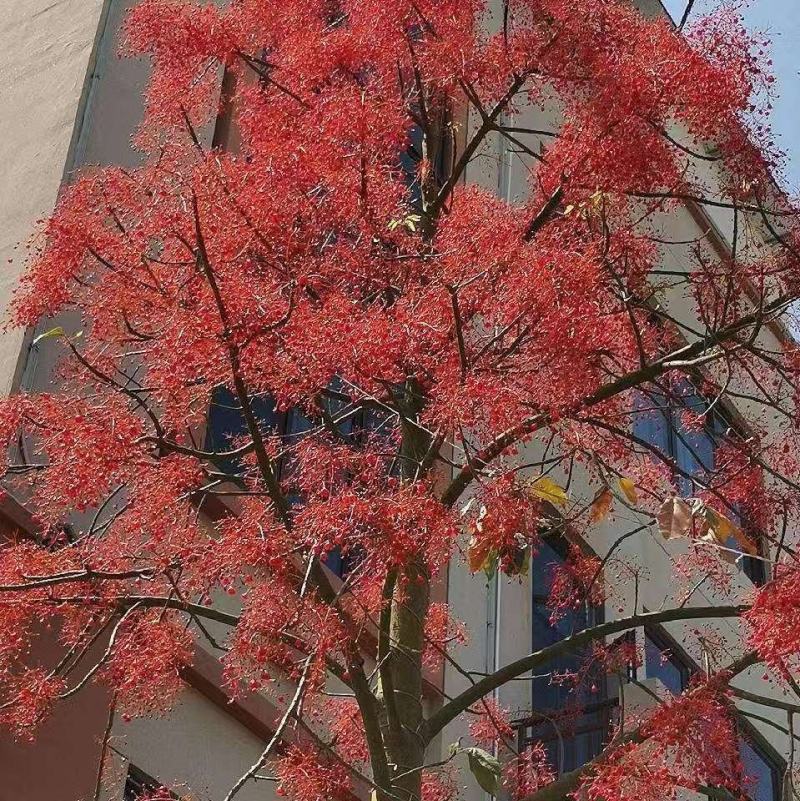 澳洲火焰木小苗欢迎来到广东广州绿化树苗造林苗复绿苗基地