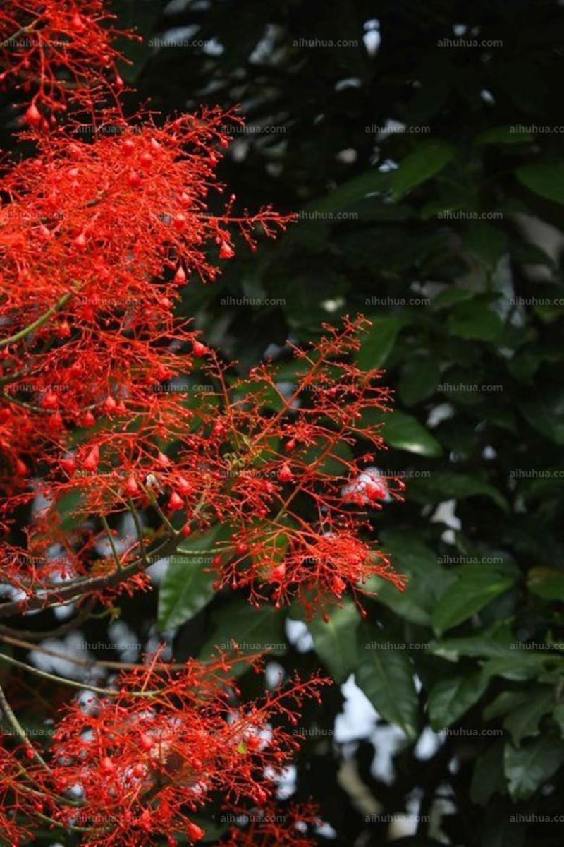 澳洲火焰木小苗欢迎来到广东广州绿化树苗造林苗复绿苗基地