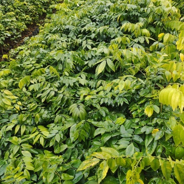 海南黄花梨小苗广东广州绿化树苗造林苗复绿苗基地