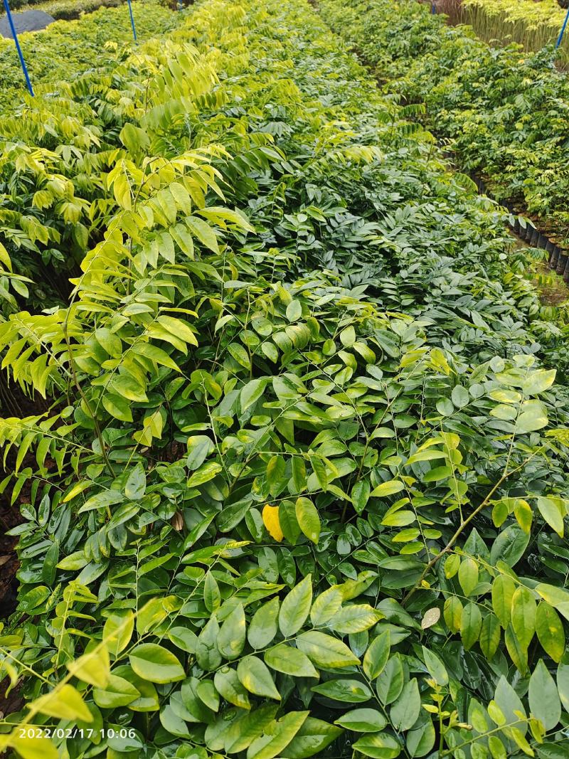 海南黄花梨小苗广东广州绿化树苗造林苗复绿苗基地