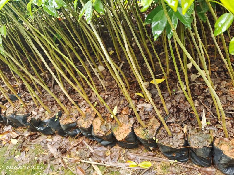 海南黄花梨小苗广东广州绿化树苗造林苗复绿苗基地