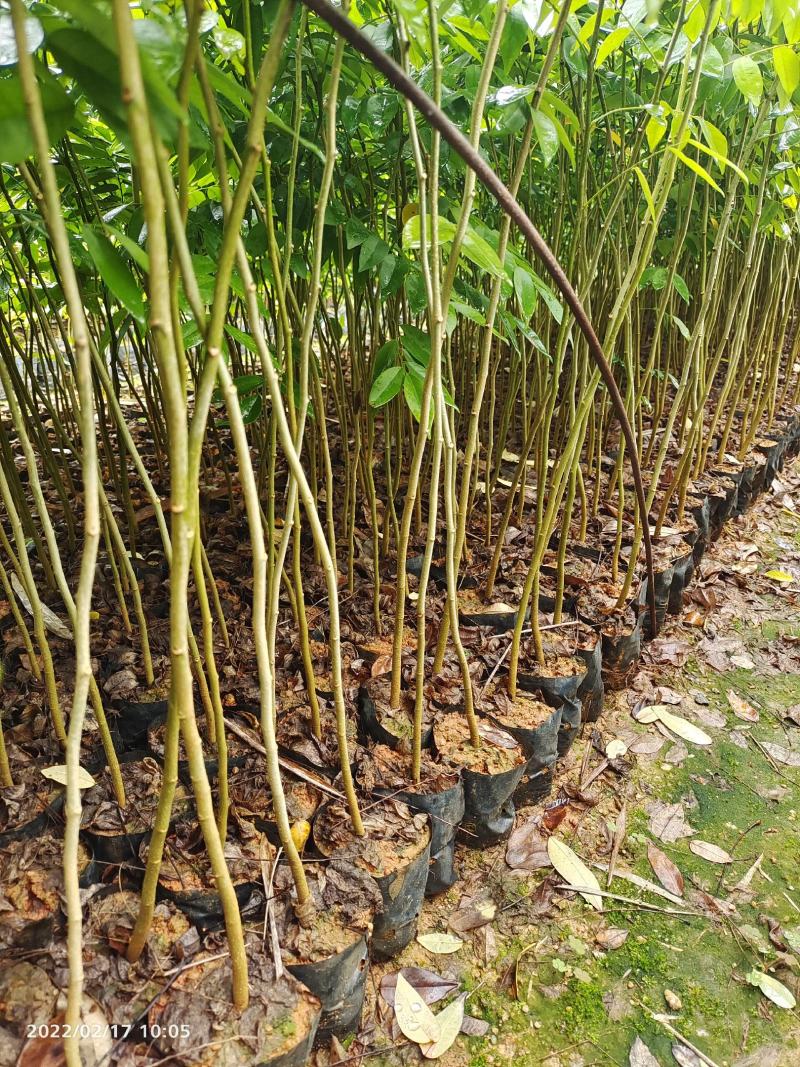 海南黄花梨小苗广东广州绿化树苗造林苗复绿苗基地