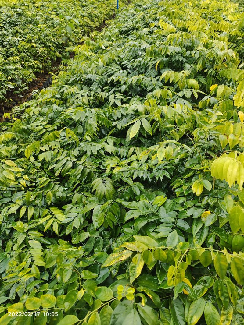 海南黄花梨小苗广东广州绿化树苗造林苗复绿苗基地