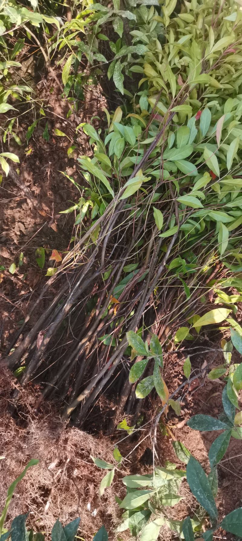 1公分杜英，山杜英，根系发达，成活率高