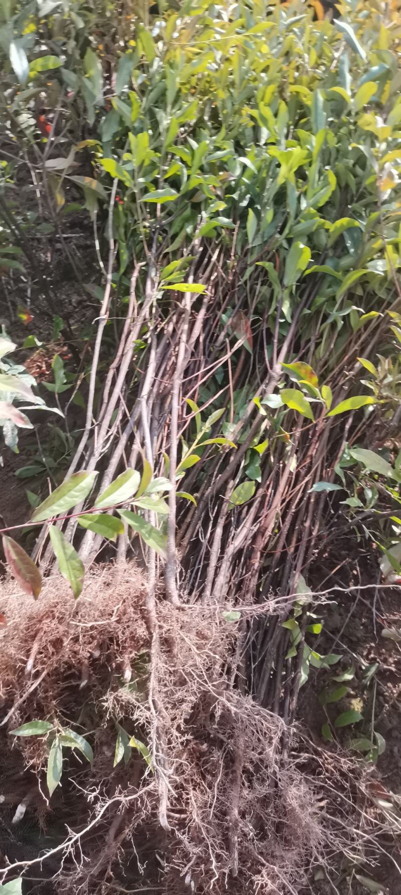 1公分杜英，山杜英，根系发达，成活率高