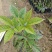 绣球紫花风铃小苗广东广州绿化树苗造林苗复绿苗基地