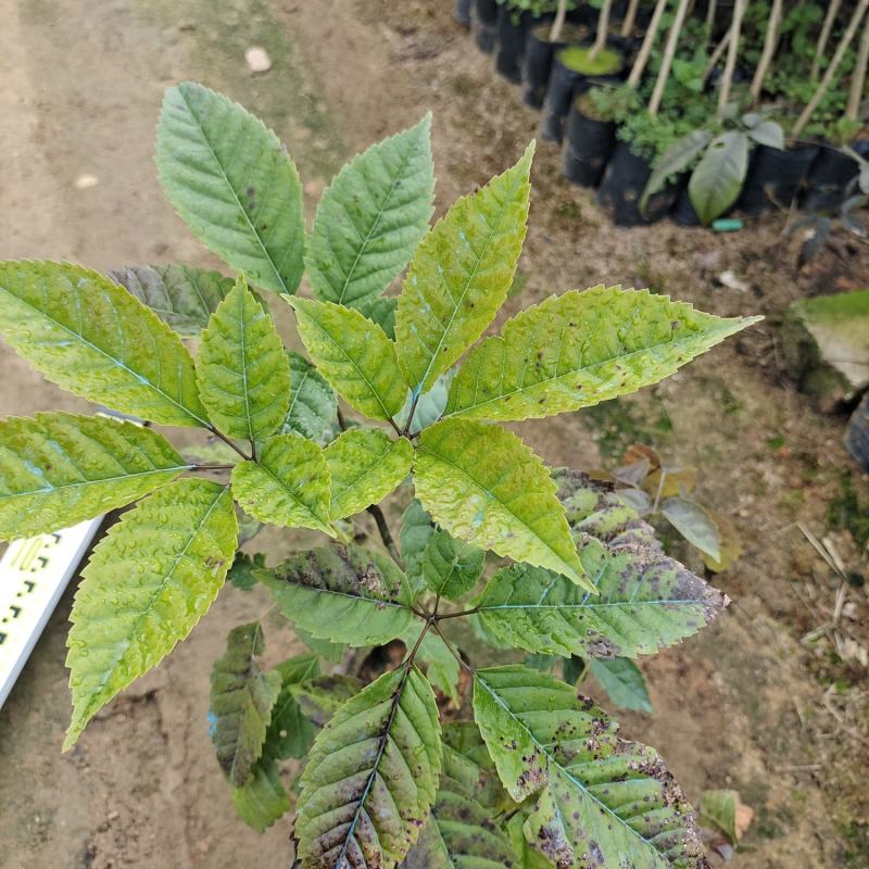 绣球紫花风铃小苗广东广州绿化树苗造林苗复绿苗基地