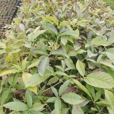 洋红风铃小苗欢迎来到广东广州绿化树苗造林苗基地直发