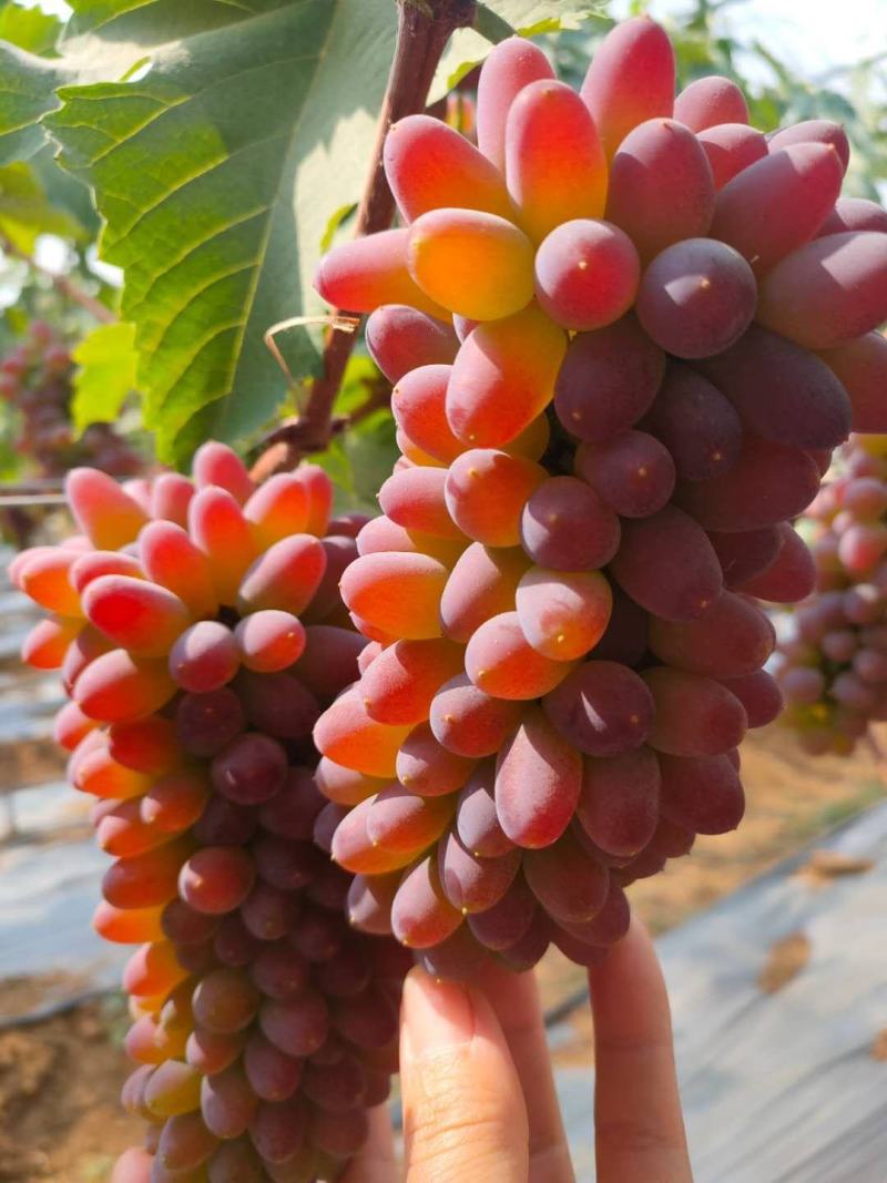 产地直销茉莉香葡萄5%以下0.6~0.8斤可视频看货