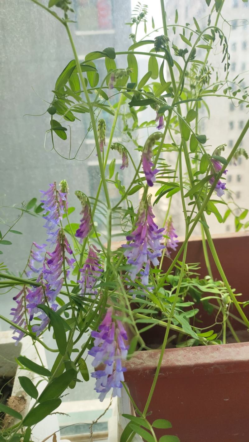 毛苕子是优良牧草及绿肥作物，可做蜜源植物，一件代发