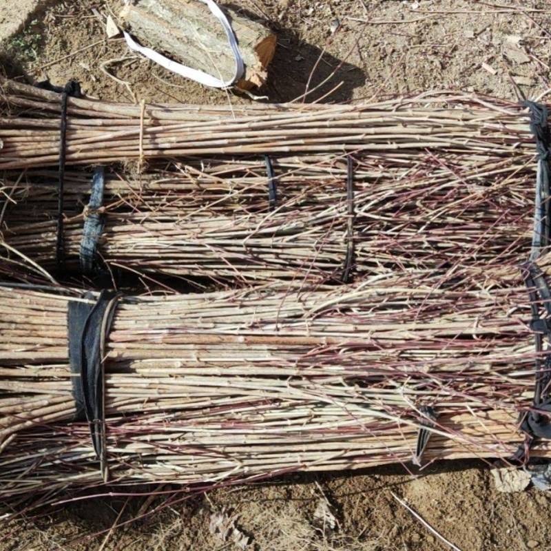 山萸肉树苗山茱萸苗河南中药材枣皮树苗山茱萸树苗基地批发