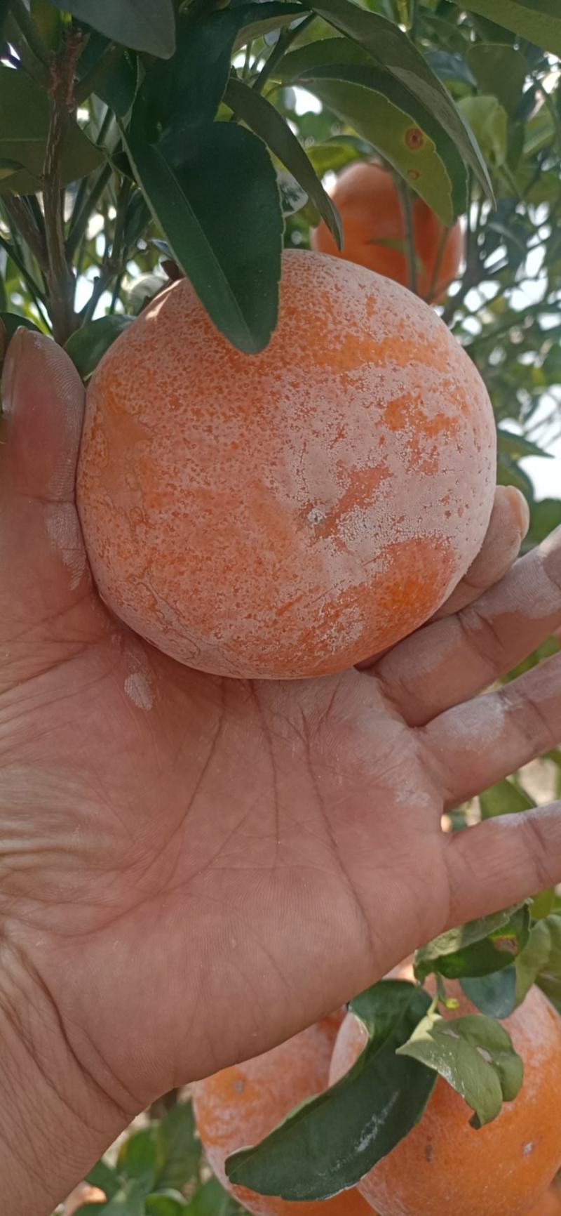 茂谷柑个头甜度都可以。