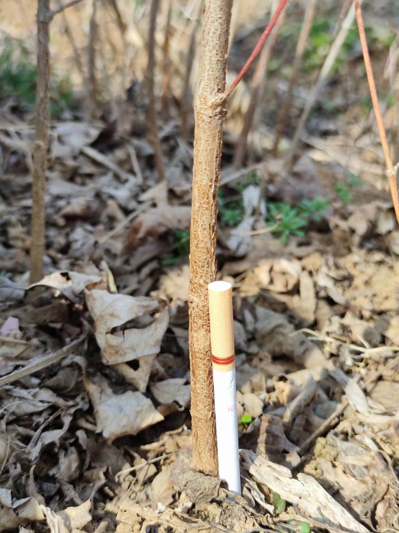 山萸肉树苗山茱萸苗河南中药材枣皮树苗山茱萸树苗基地批发