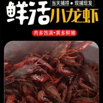 小龙虾5斤鲜活特大藕塘养殖新鲜活体包邮包活可代发保证鲜活