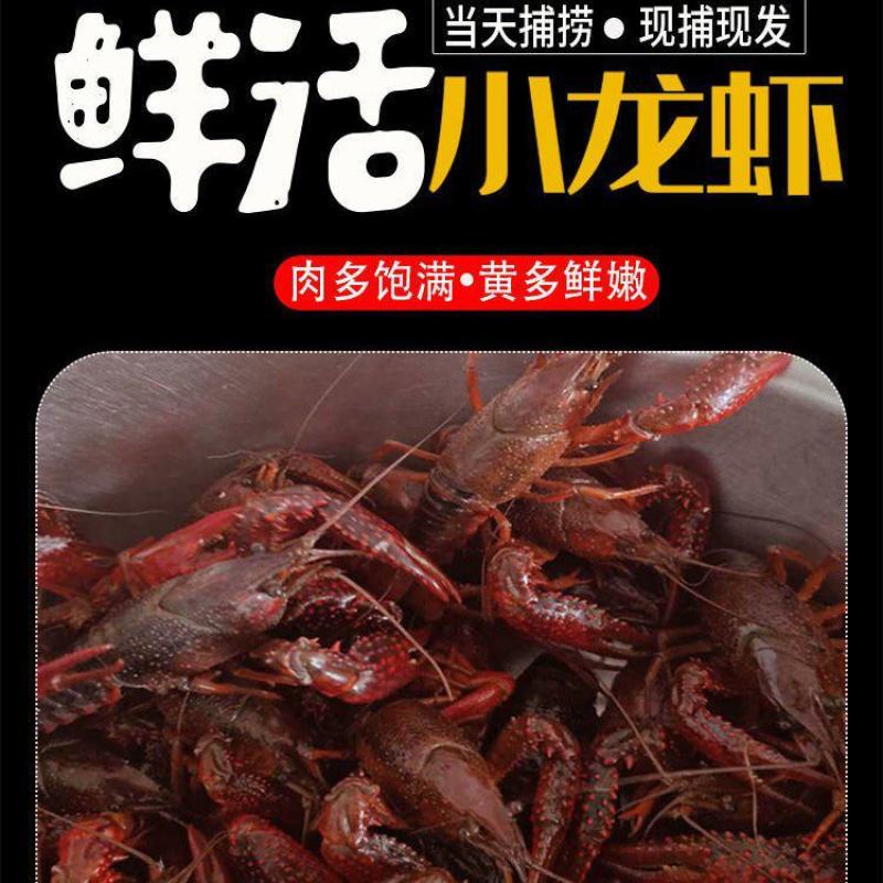 小龙虾5斤鲜活特大藕塘养殖新鲜活体包邮包活可代发保证鲜活