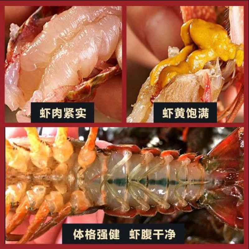 小龙虾5斤鲜活特大藕塘养殖新鲜活体包邮包活可代发保证鲜活