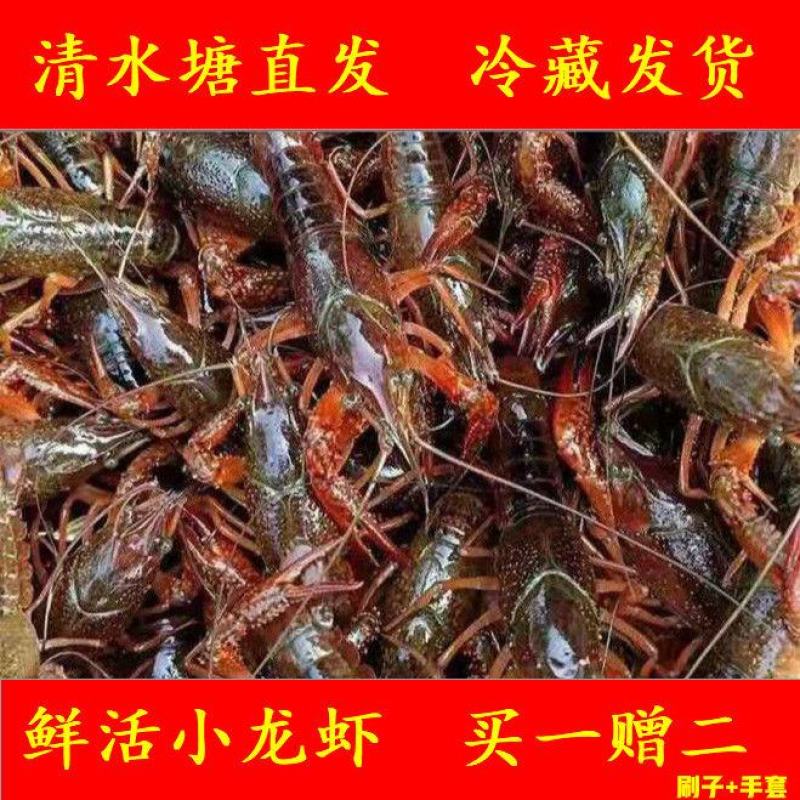 小龙虾5斤鲜活特大藕塘养殖新鲜活体包邮包活可代发保证鲜活