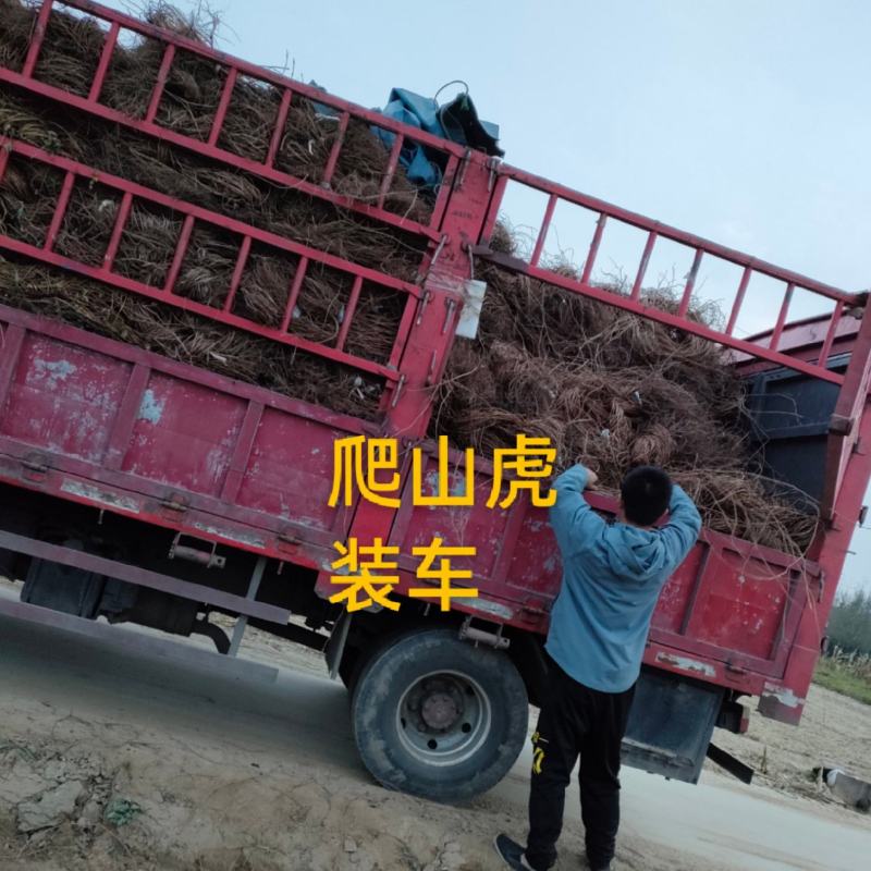 五叶爬山虎工程护坡山体绿化产地直发保售后成活率高视频看货