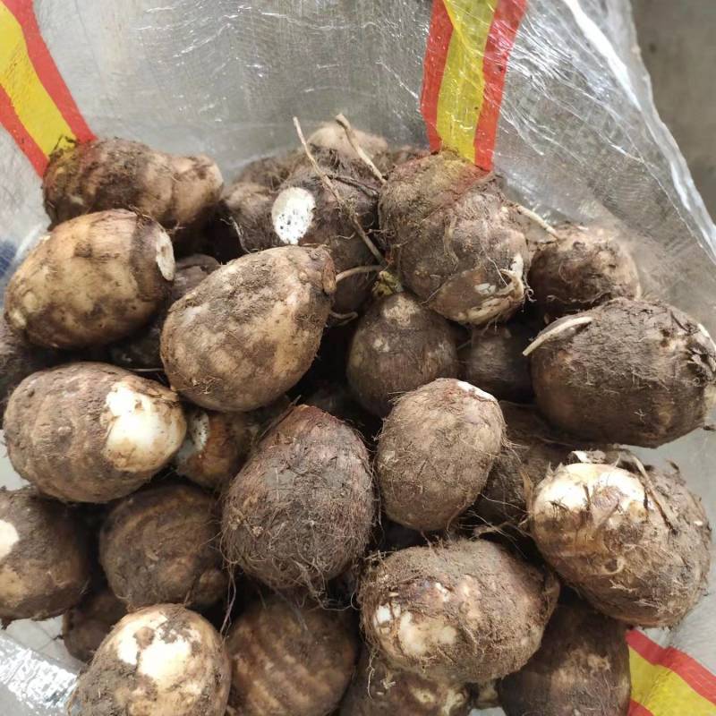8520芋头，毛芋头，大球，中球，小球大量现货，货源充足
