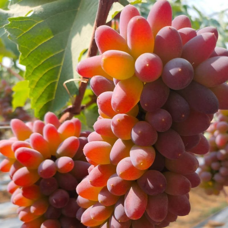 产地直销茉莉香葡萄5%以下0.6~0.8斤可视频看货