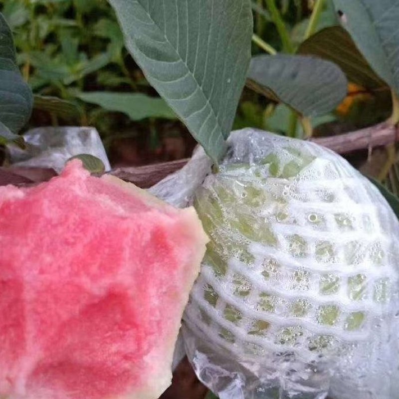 番石榴苗，红心番石榴苗，红宝石苗