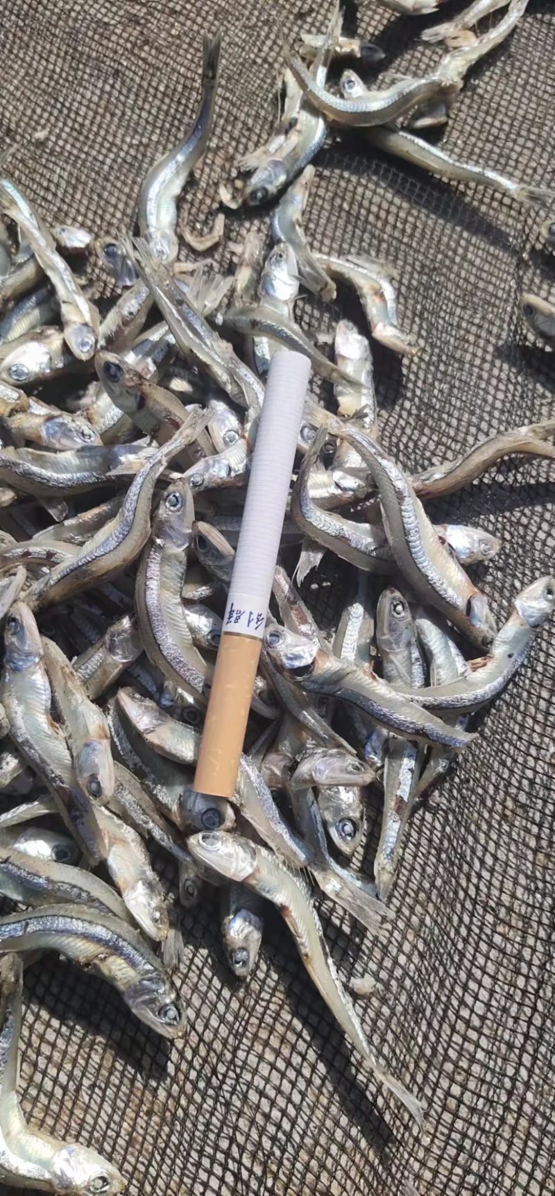 精品海鱼干公鱼干，品质保证，新鲜好货，渔民自产自卖