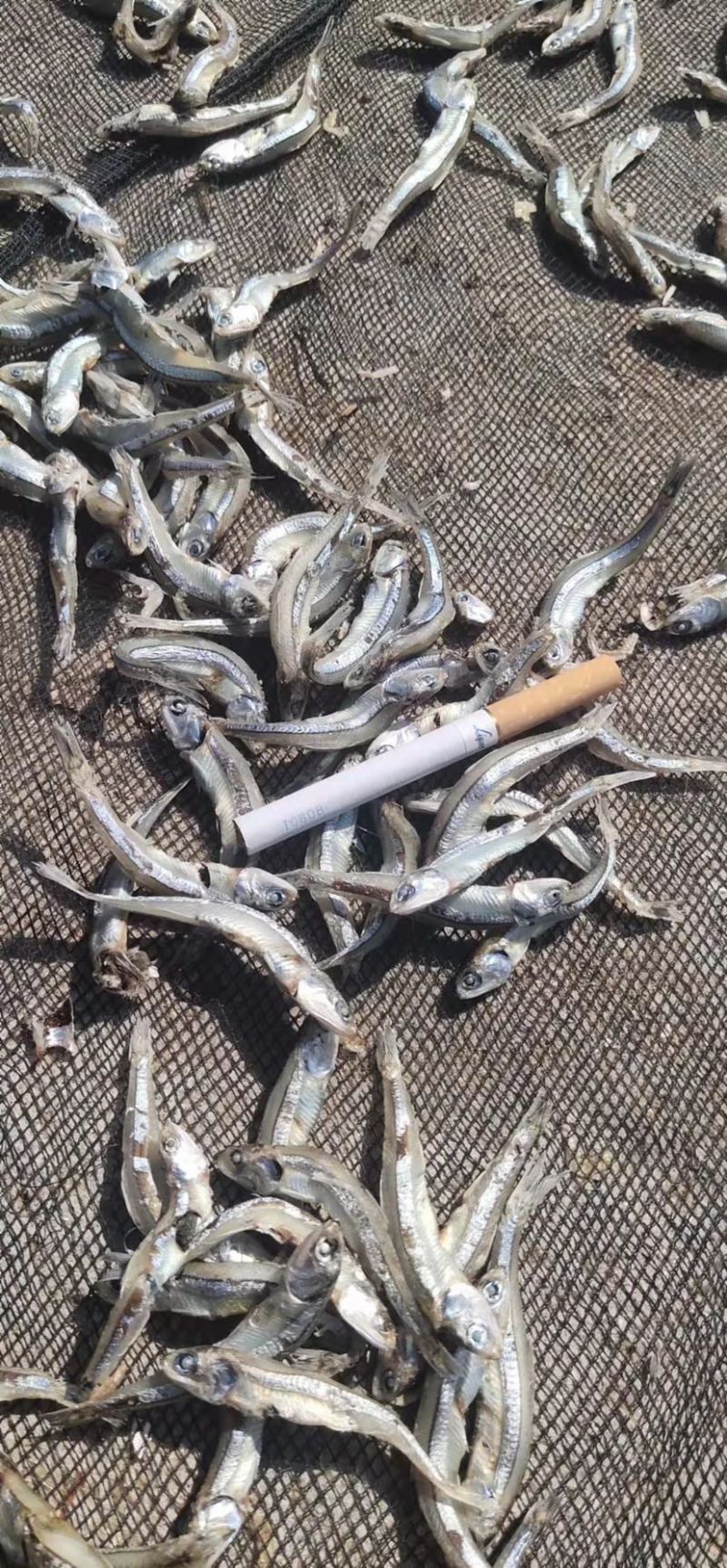 精品海鱼干公鱼干，品质保证，新鲜好货，渔民自产自卖