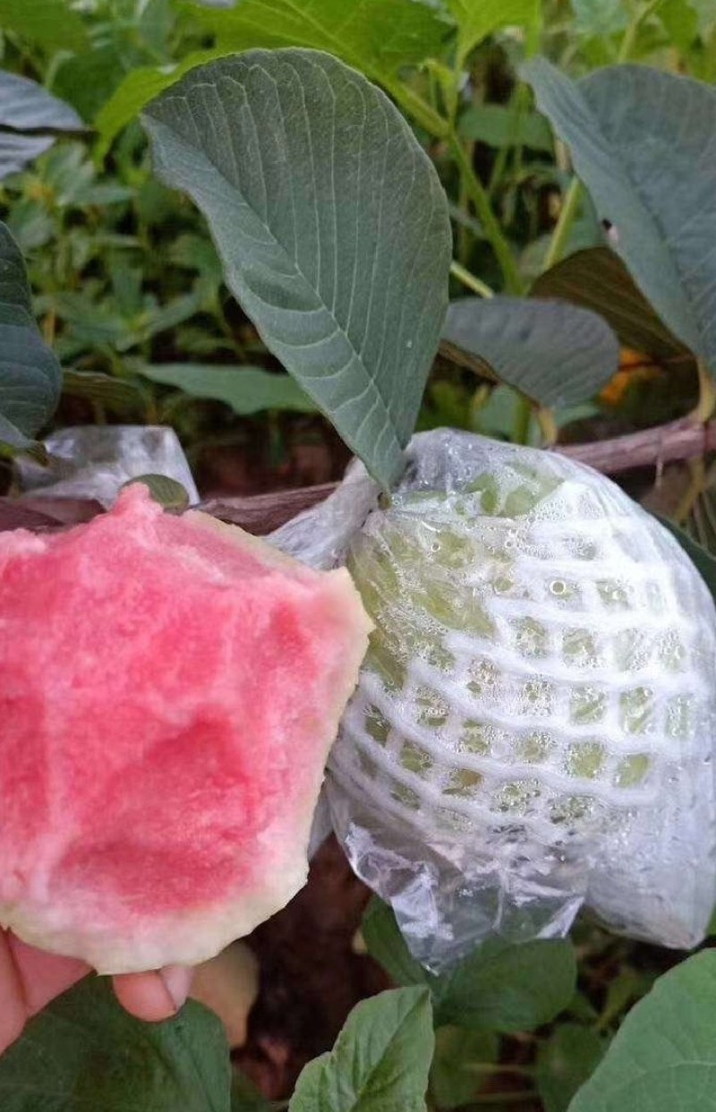 番石榴苗，红心番石榴苗，红宝石苗
