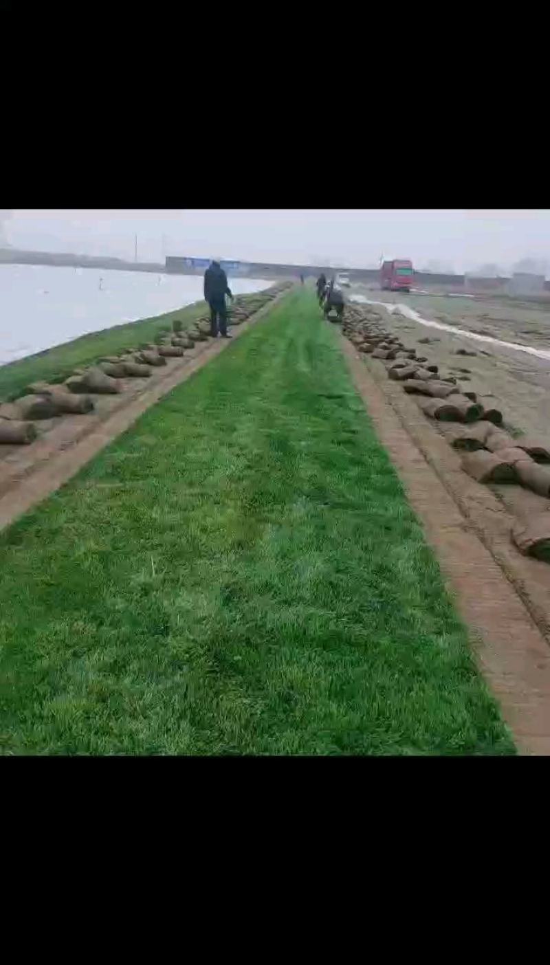 河道治理草坪护坡草坪足球场草坪早熟禾绿化草坪