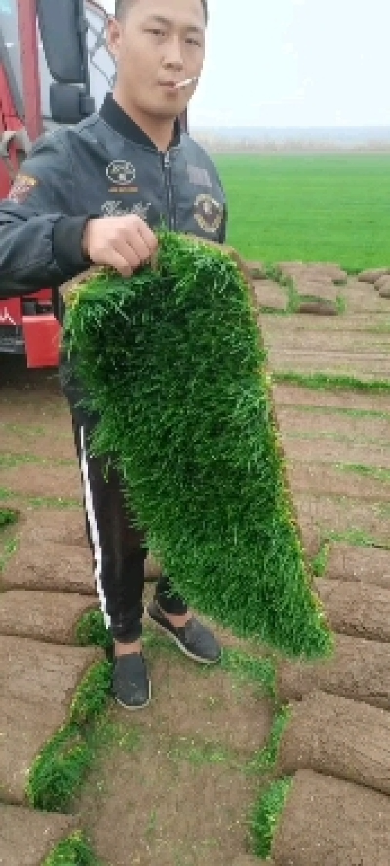 河道治理草坪护坡草坪足球场草坪早熟禾绿化草坪